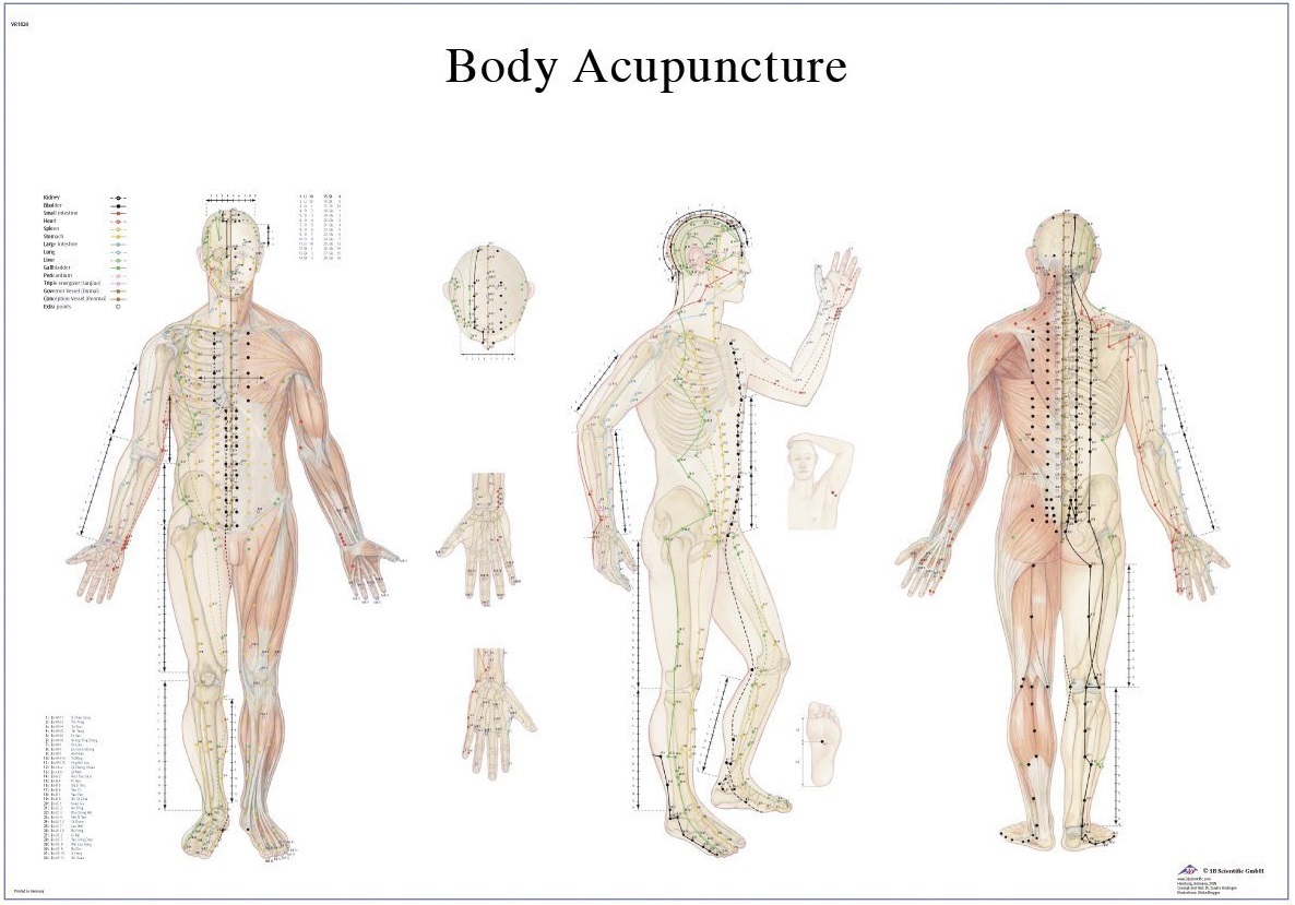 Anatomical Laminated Acupuncture Chart