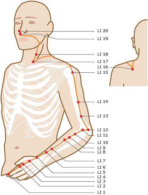 Acupuncture Meridian - Large Intestine