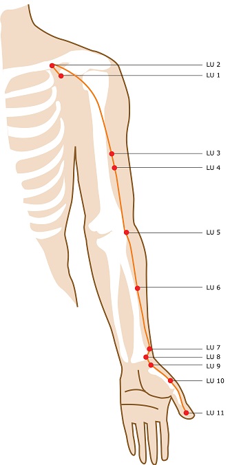 Acupuncture Meridian - Lung