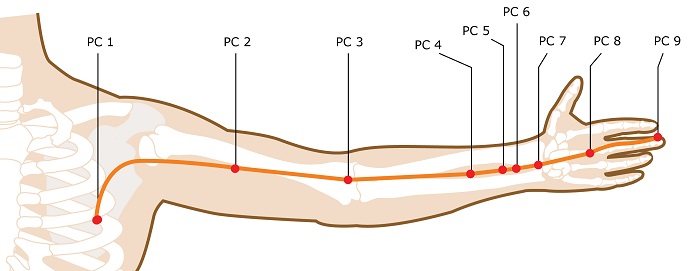 Acupuncture Meridian - Pericardium