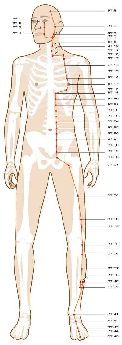 Leg Acupressure Points Chart